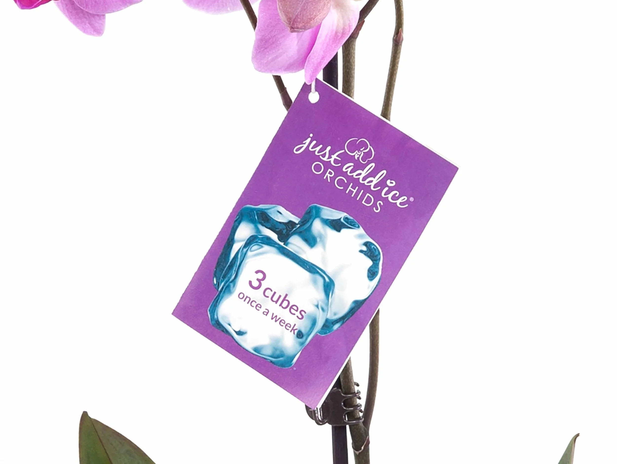 Just add ice orchids deals